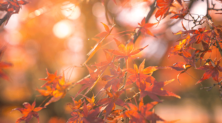 autumn photography tips