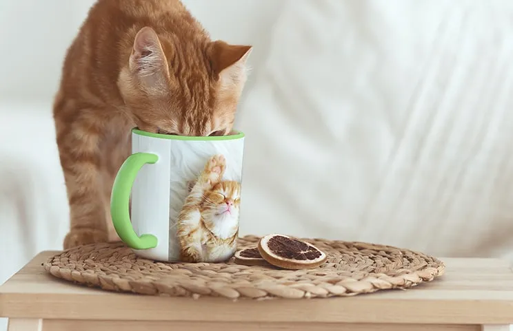 Cat drinking from custom photo mug with photo of cat on